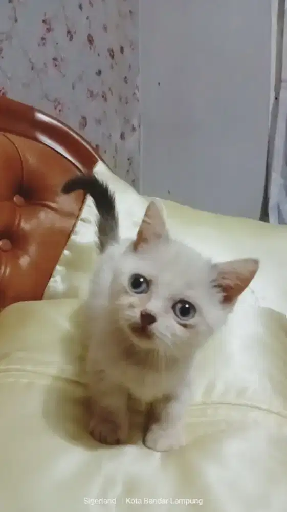 Kucing gaelic stright
