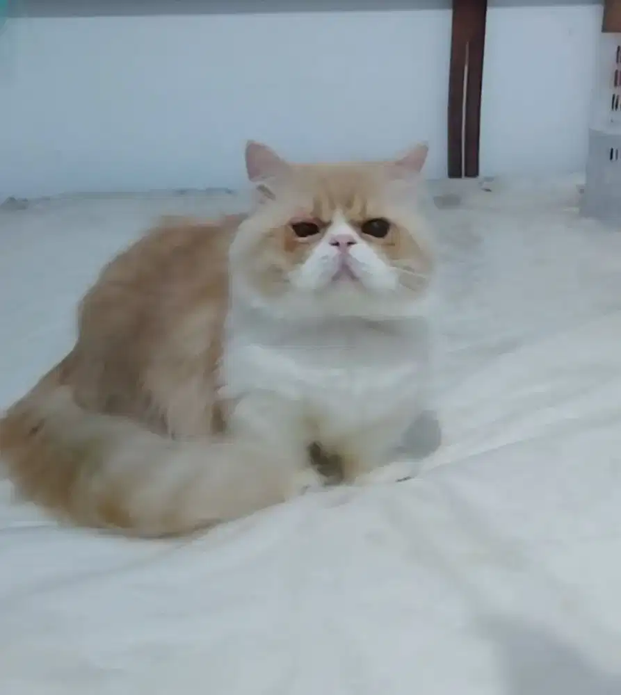Munchkin Peaknose Persian Jantan ( PROMO 1-3 OKTOBER )