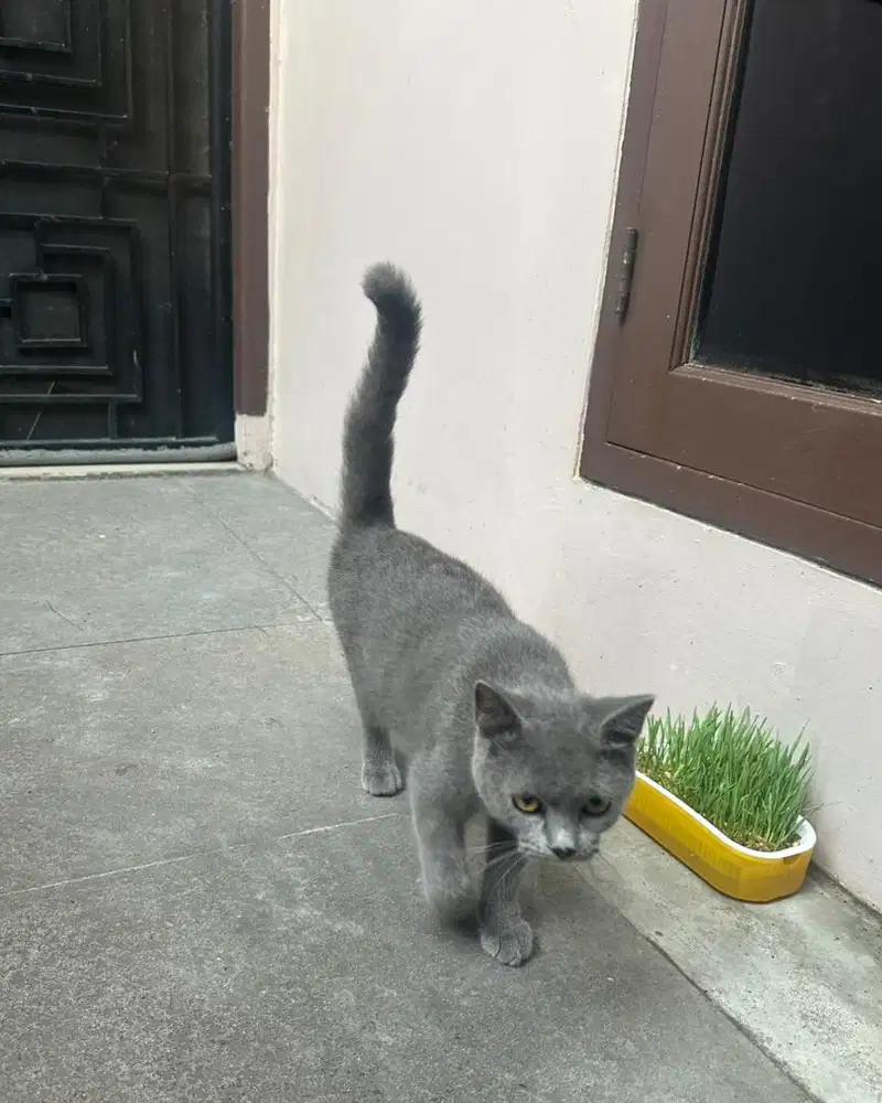Kucing British Non Ped (BSH)