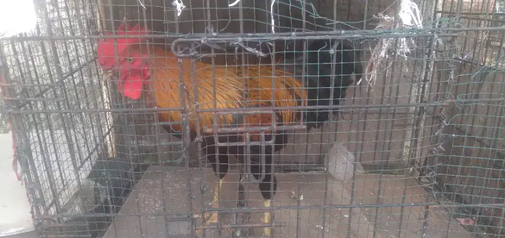 Ayam kampung jantan