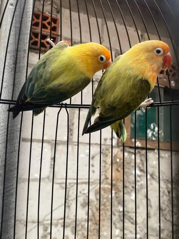 Lovebird Sepasang Biola BPE produksi