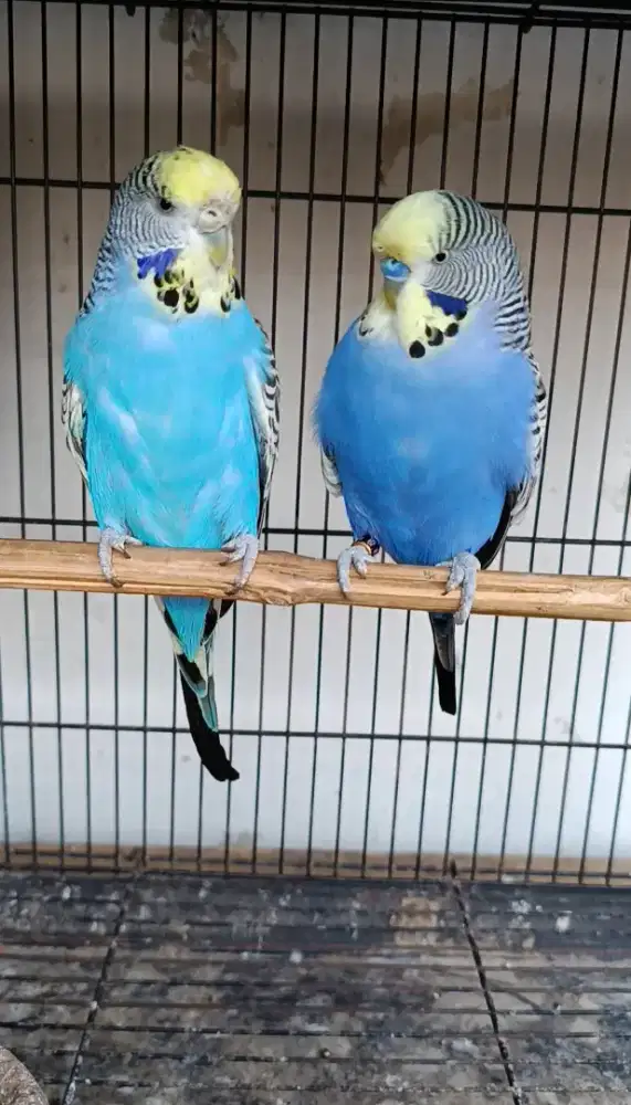 Parkit Yellow Face (jenis PB)