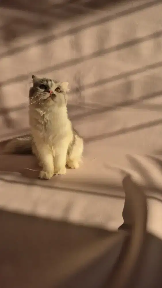 Scottish fold white silver female