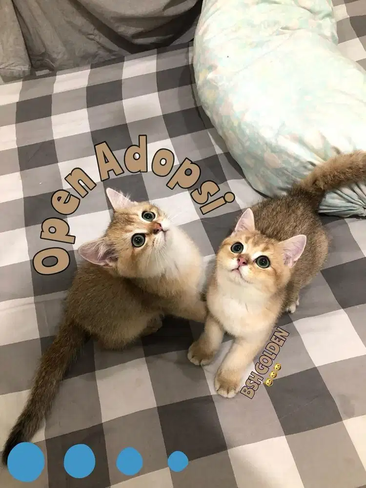 BSH / BRITISH SHORT HAIR GOLDEN