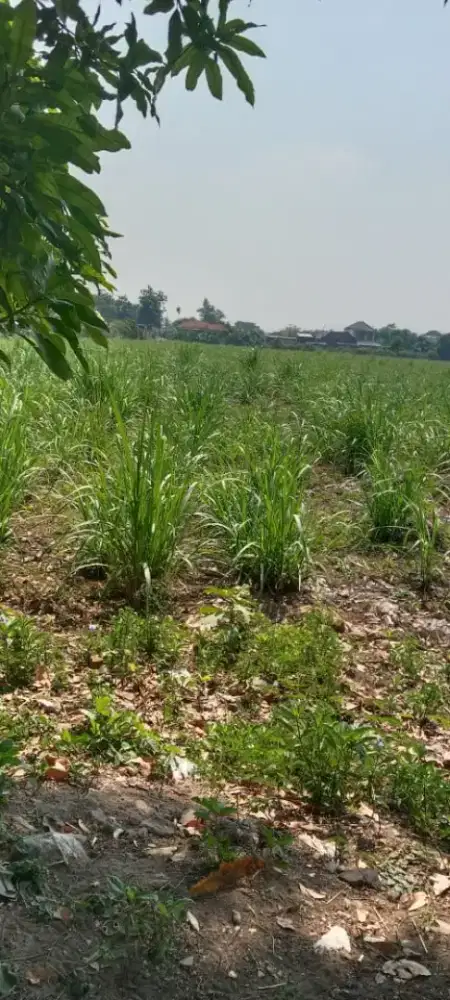 Dijual Tanah Sawah seluas 5 hektar