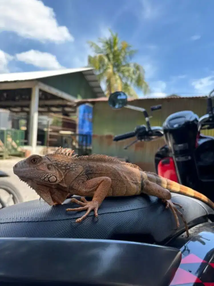 Iguana Red dan Grenn