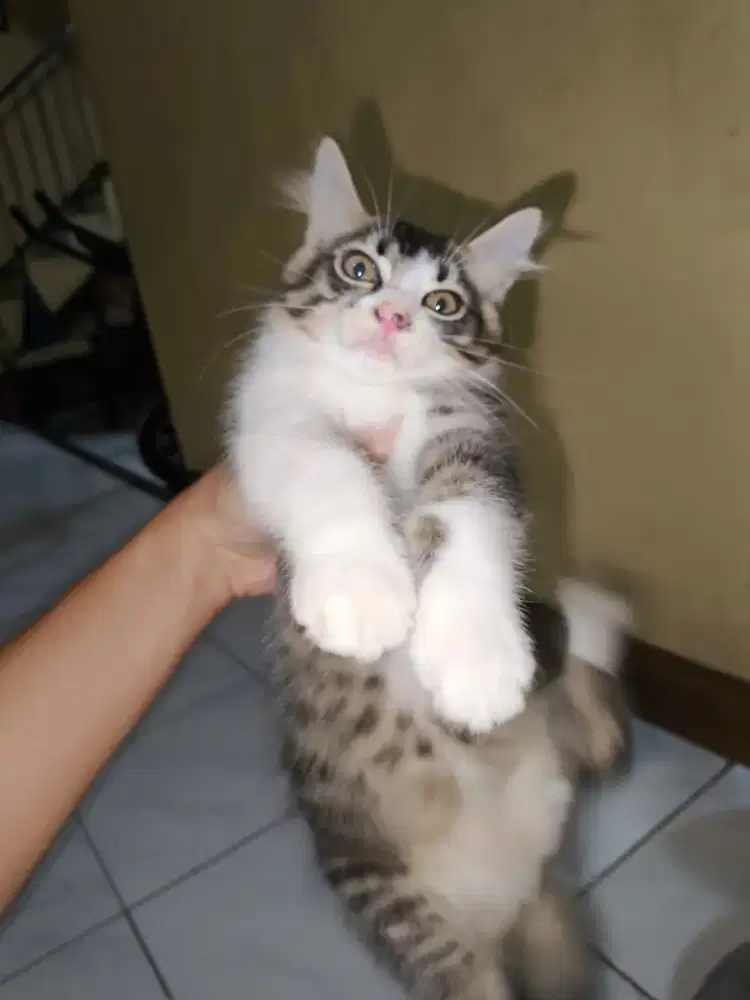 Kucing kitten dom x permed