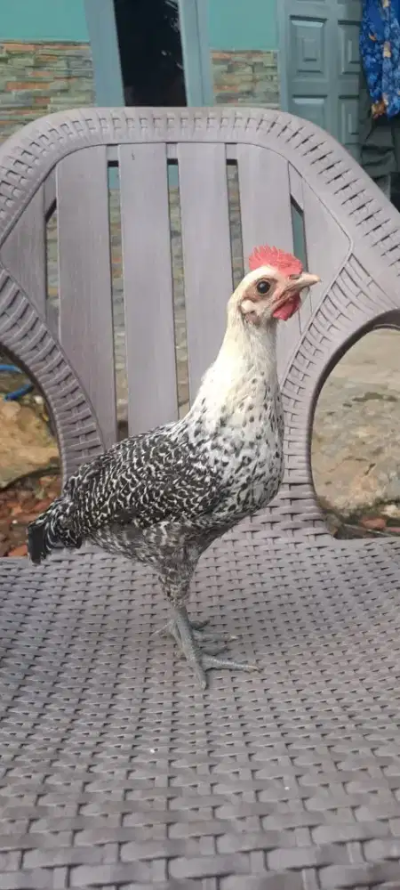 AYAM ARAB BERKUALITAS