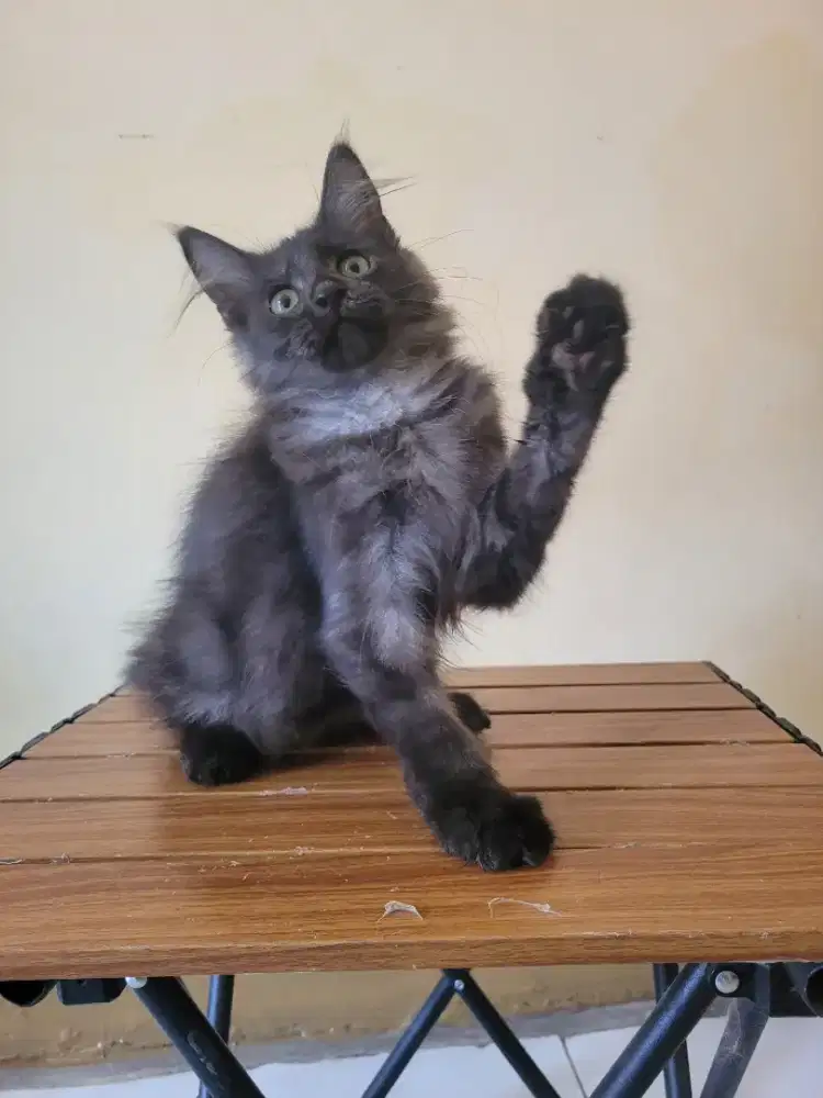 Mainecoon betina black smoke