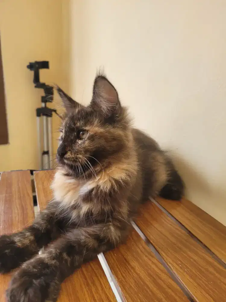Mainecoon betina