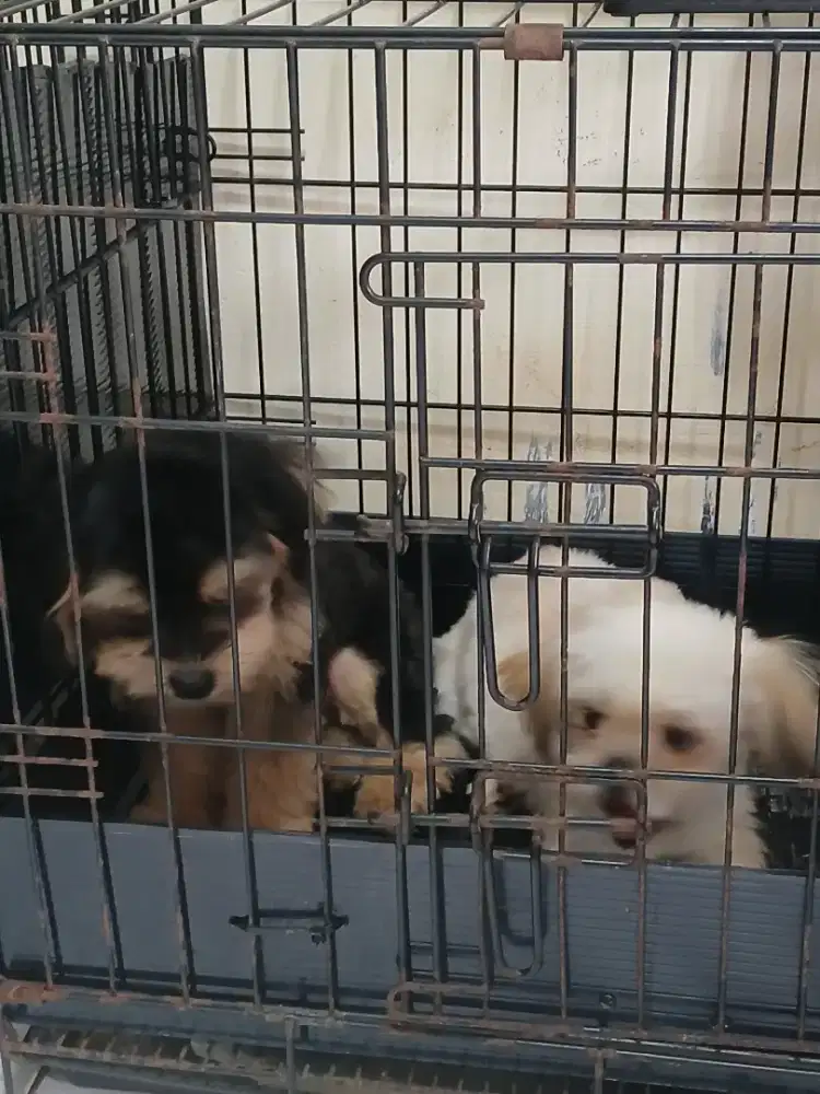 SEPASANG Shitzu Mix pom.