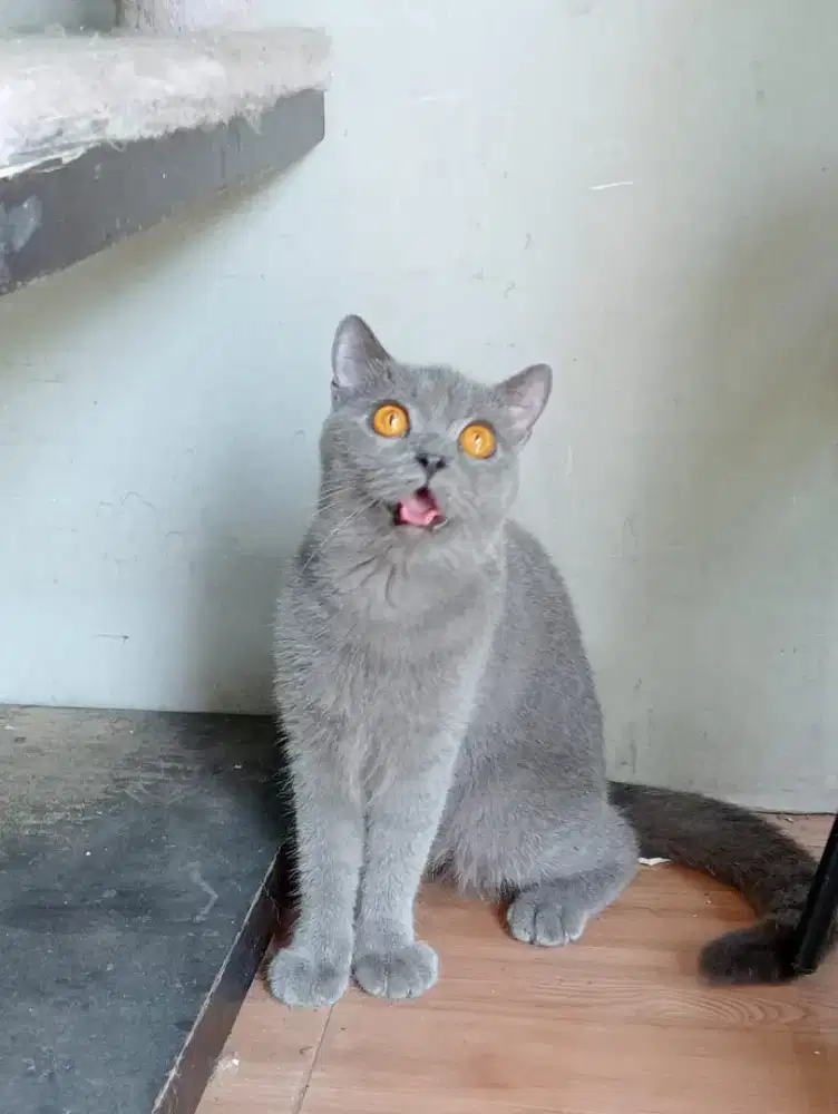British Shorthair female
