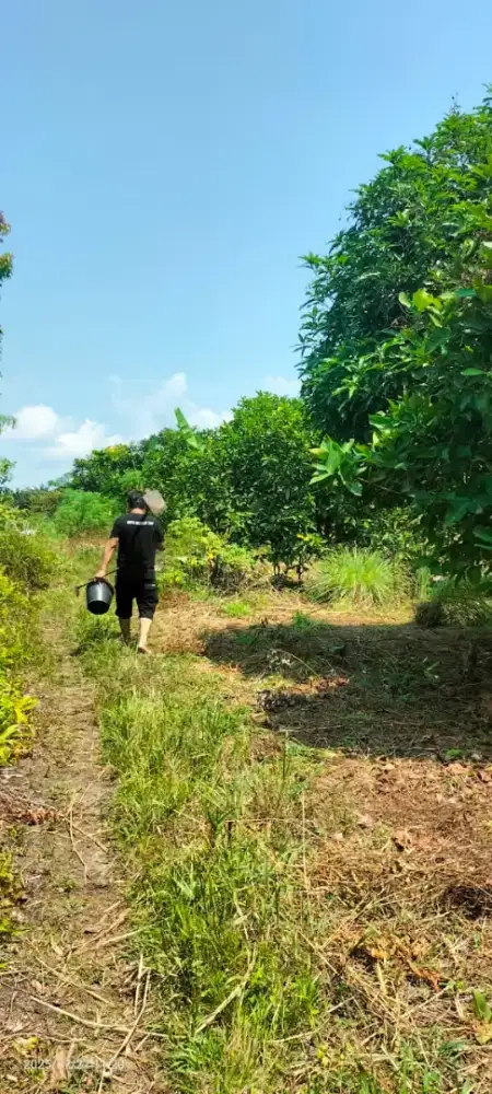 Tanah Kebun Isi Bibit Pohon Produktif Siap panen