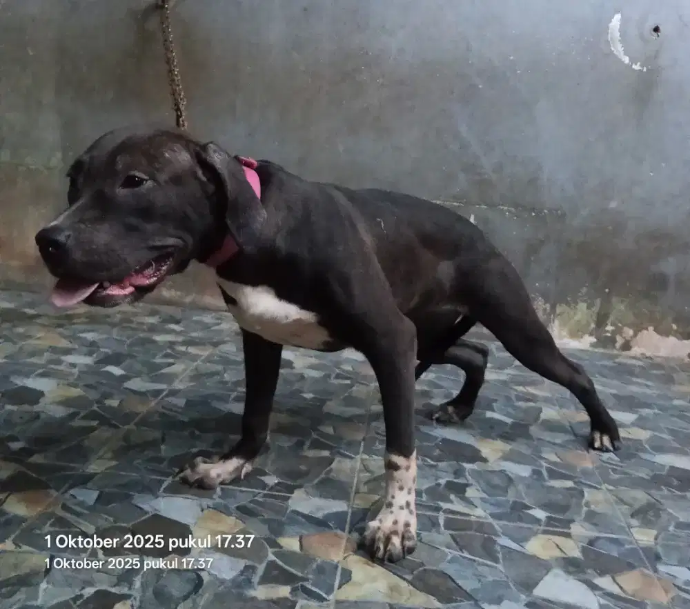 American Pitbull Terrier Betina Remaja 9bln
