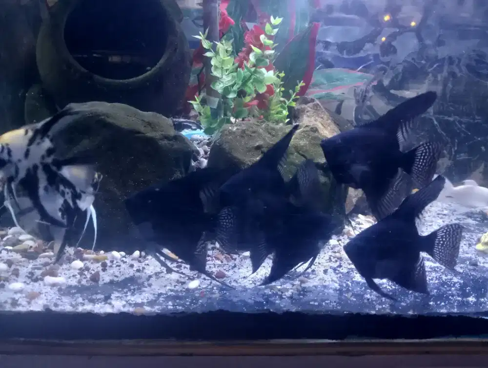 Ikan manfis black angel dewasa