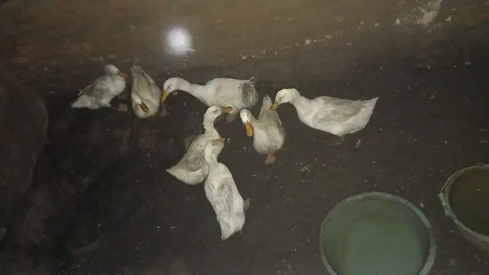 bebek peking siap konsumsi
