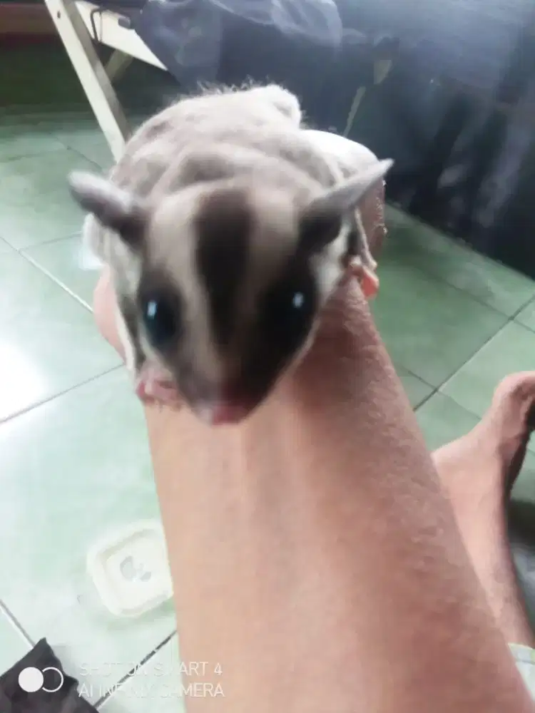 Sugar Glider Tipe Classic Grey