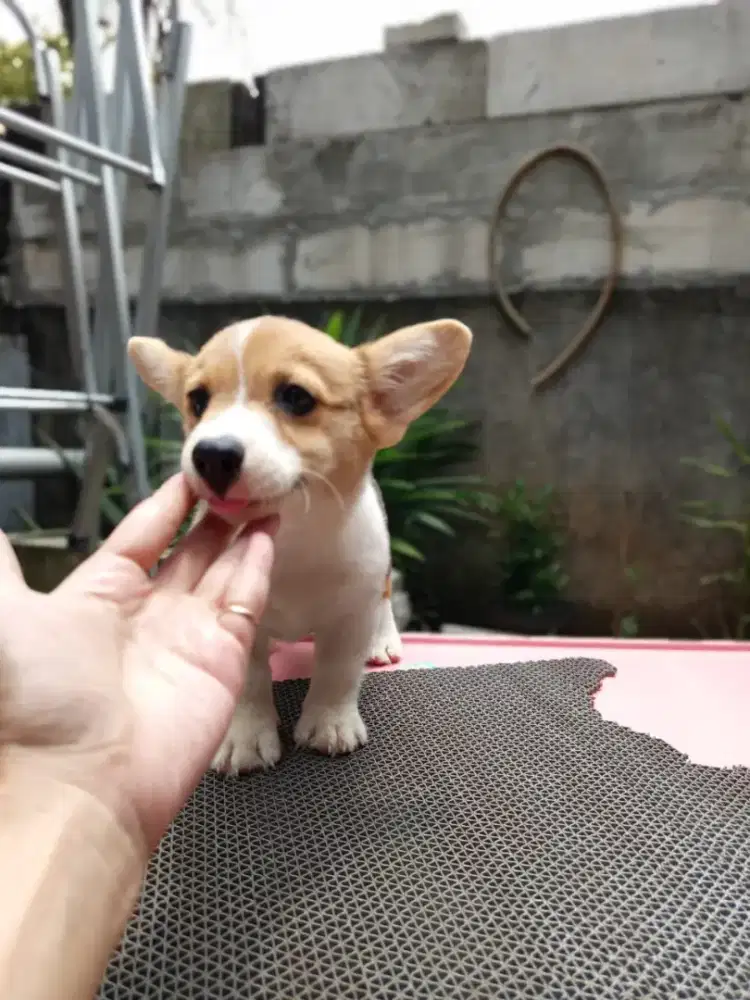 Jual anakan corgi