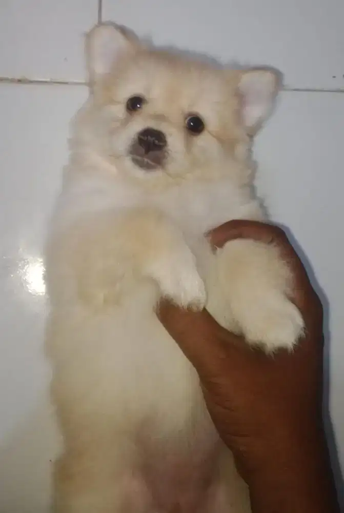 Anak anjing corgipom mix shitzumaltese