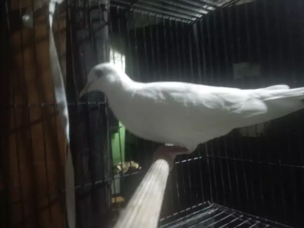 Burung puter putih