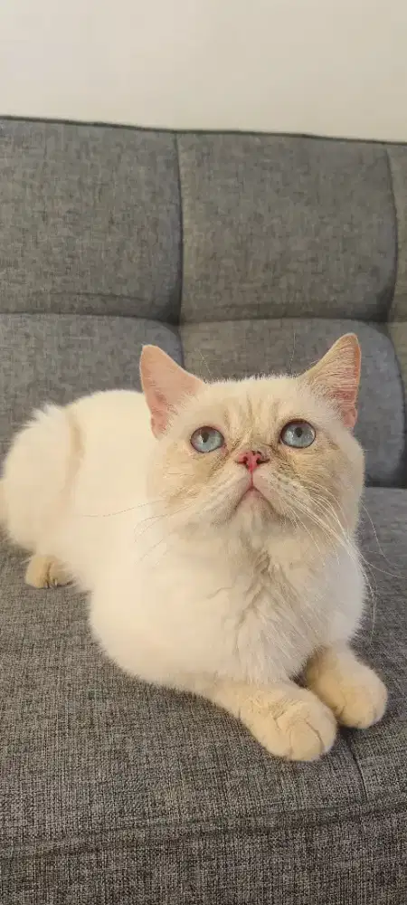 Persia exotic Flatnose Jantan