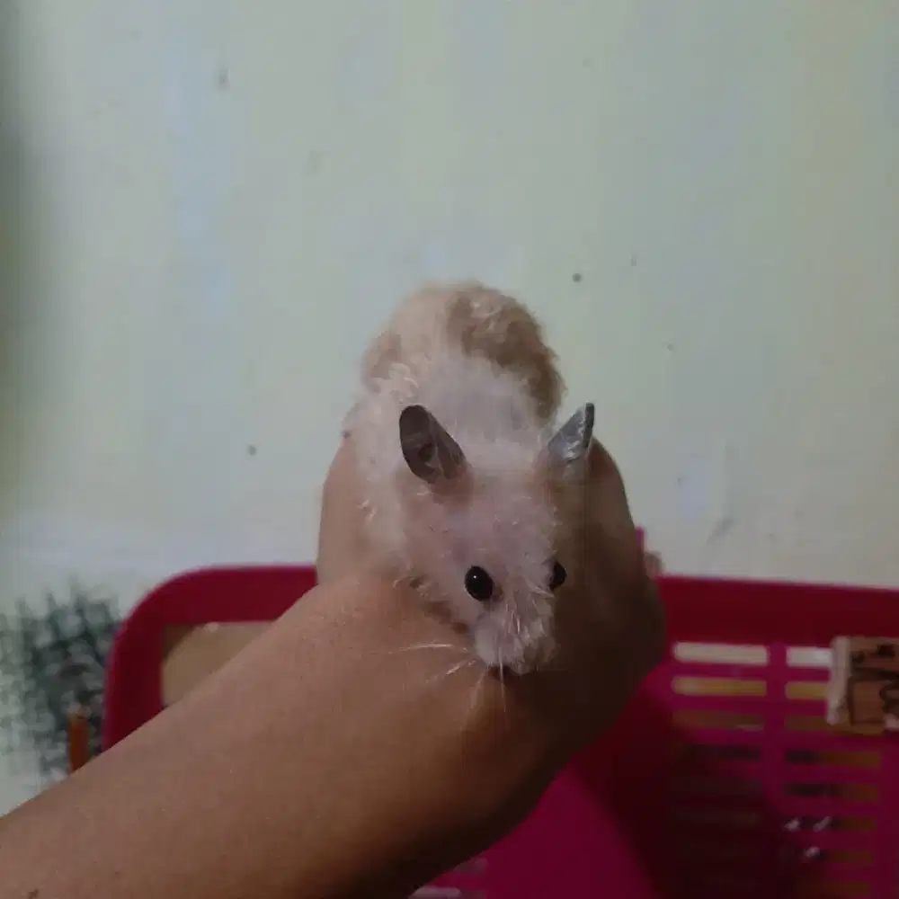 Hamster Jantan warna Gold Jinak