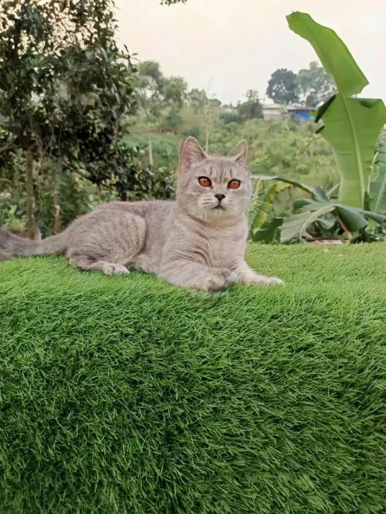 Kucing BSH british shorthair scottish munchkin mainecoon peaknose