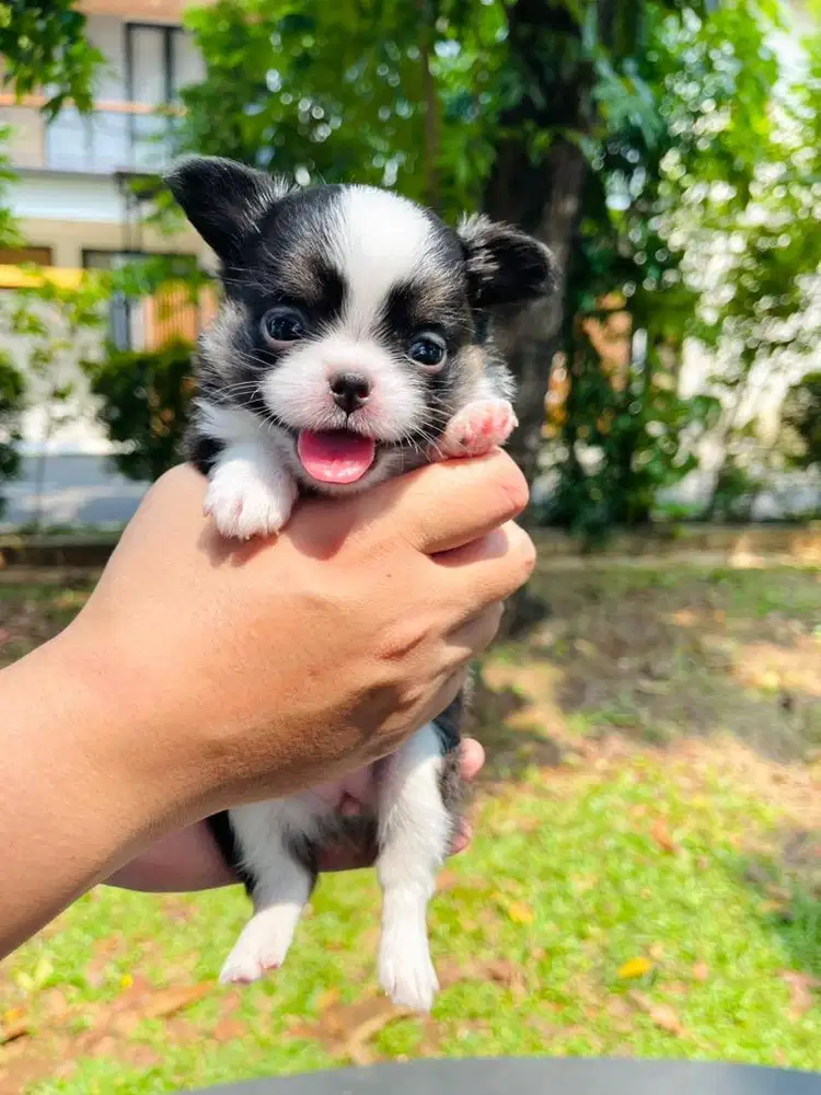 MINI CHIHUAHUA LONGHAIR BETINA