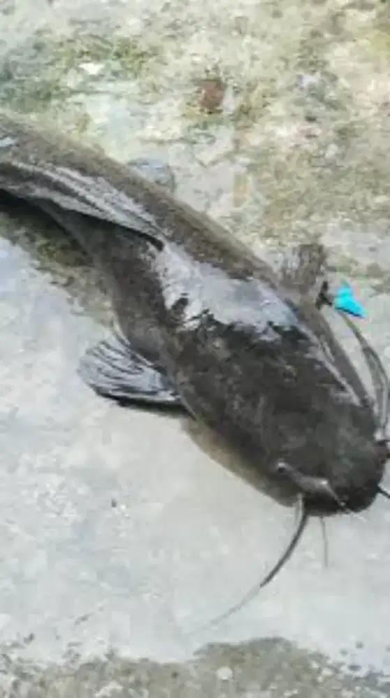 Ikan lele JUMBO