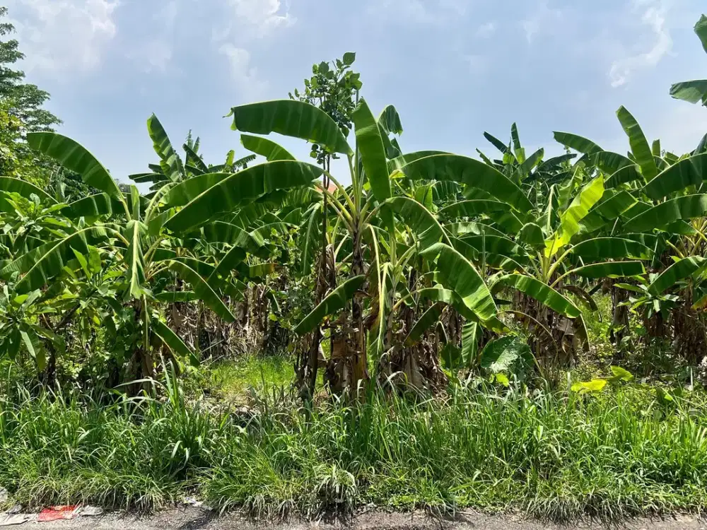 Freehold - Prime Land for Sale in Berawa, Canggu, Bali - Ideal for Villas or Investment