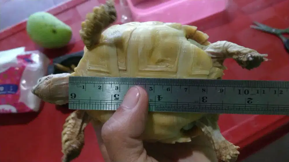 Sulcata Tortoise 9cm