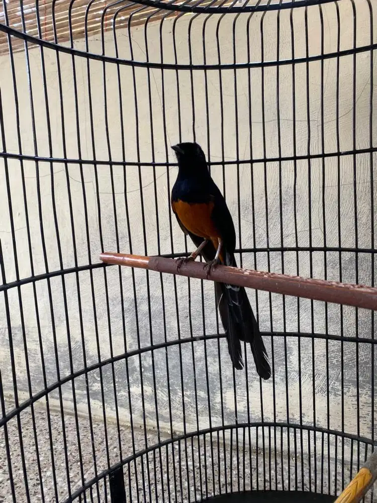 Burung murai batu
