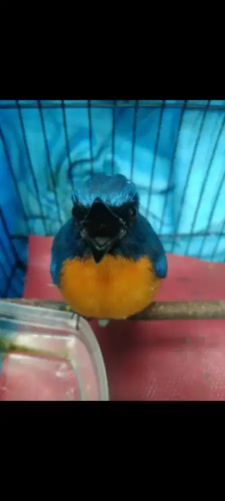 Tledekan gunung asli Cianjur