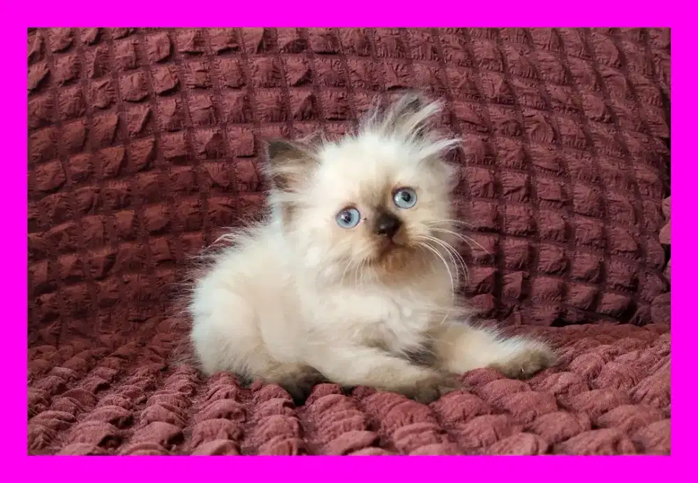 Anak Kucing Himalaya Betina