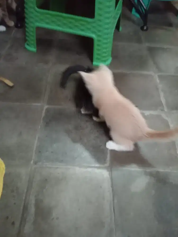 Hibah mixdom Anggora,ganti pakan