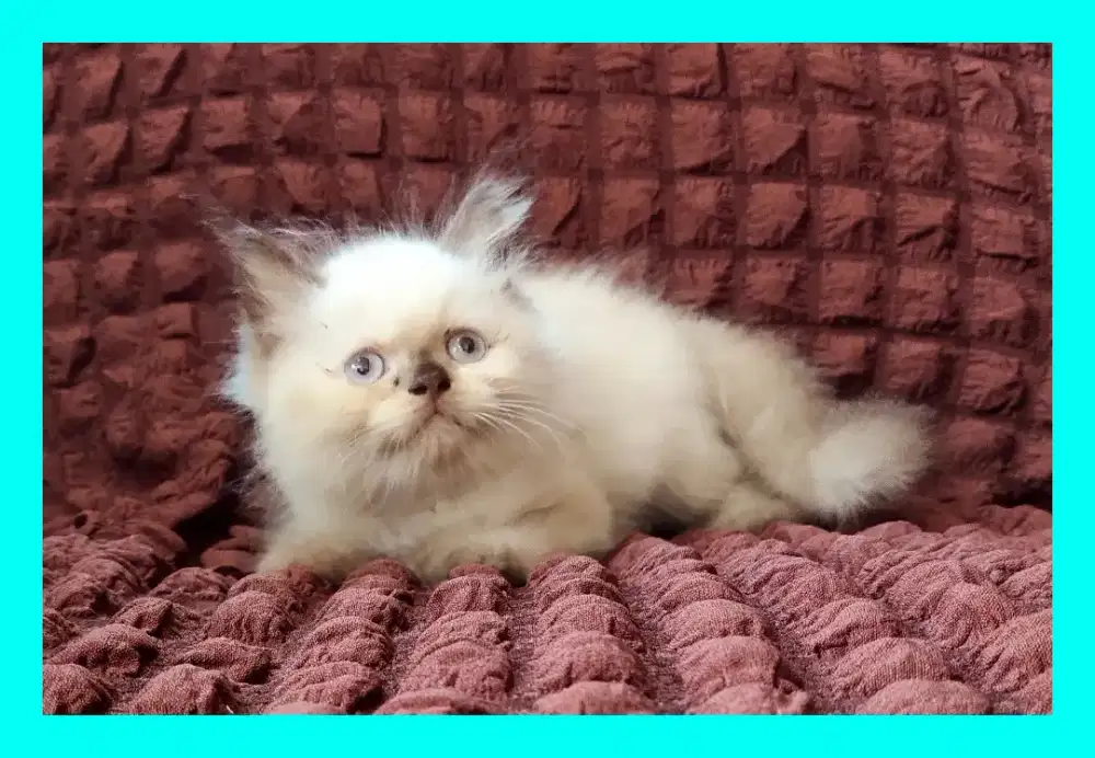 Anak Kucing Himalaya Jantan
