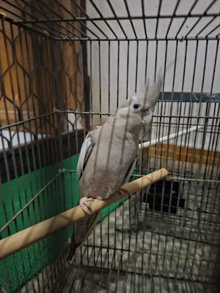 Falk whiteface betina