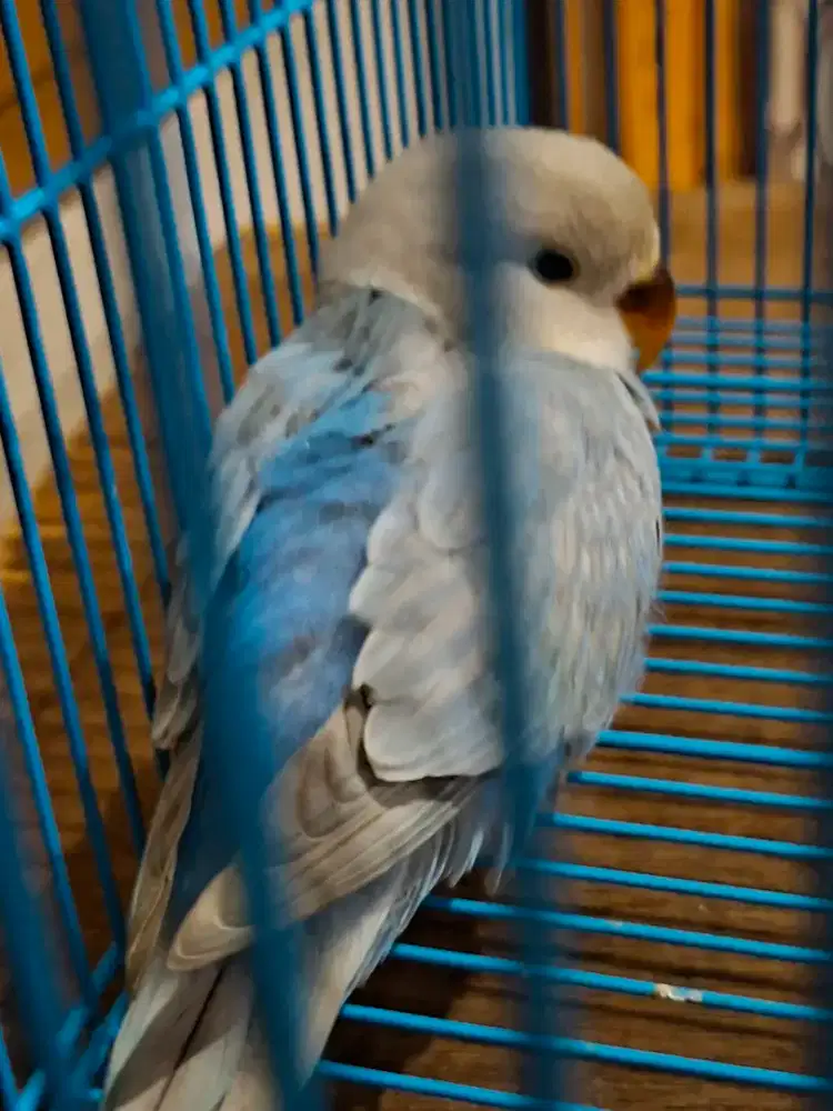 Lovebird NK marble