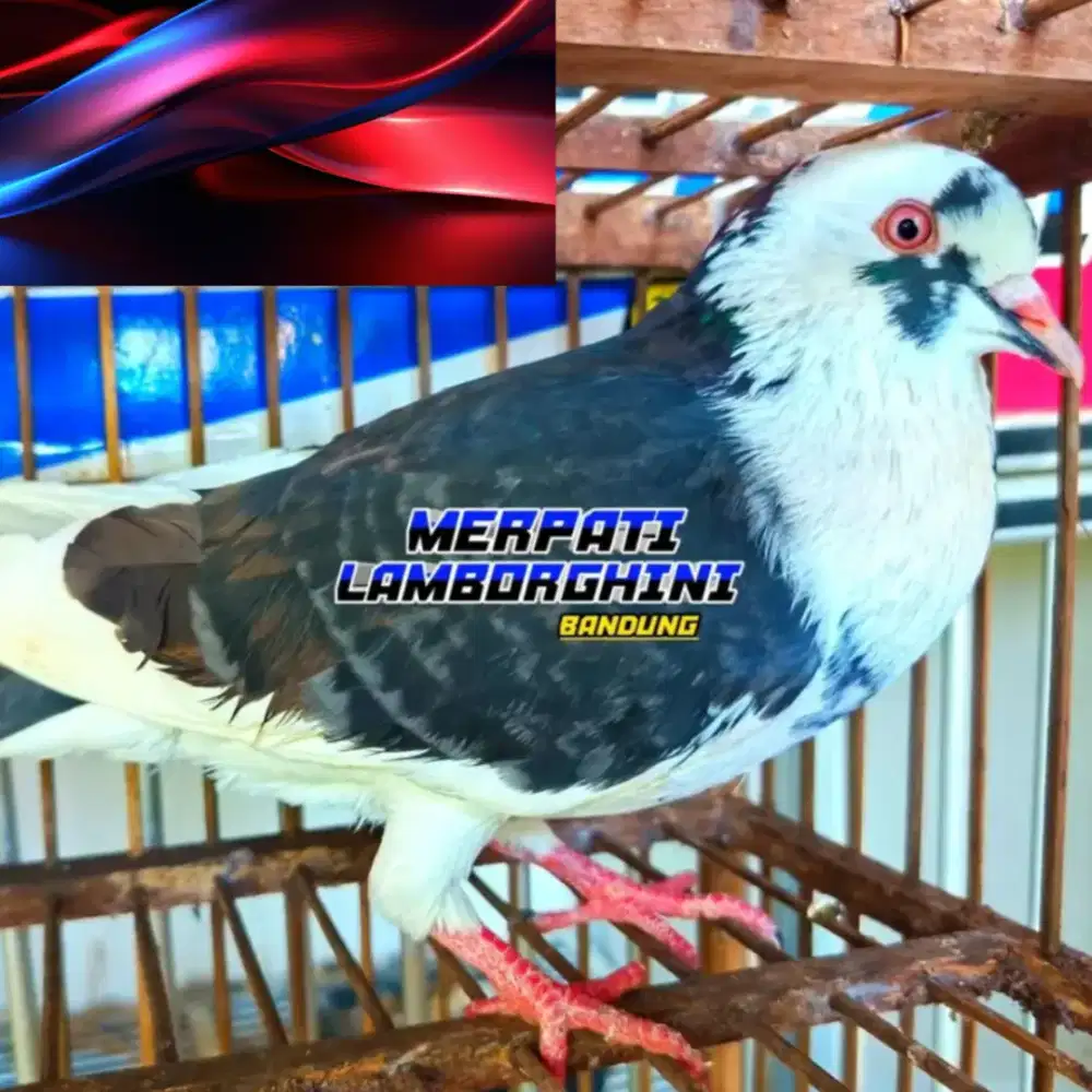 Merpati Teritis Jantan