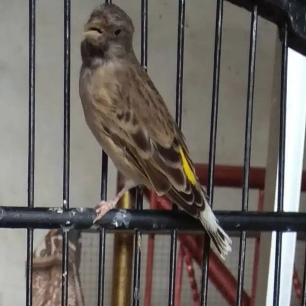 Blacktroat gacoran jantan ngisi