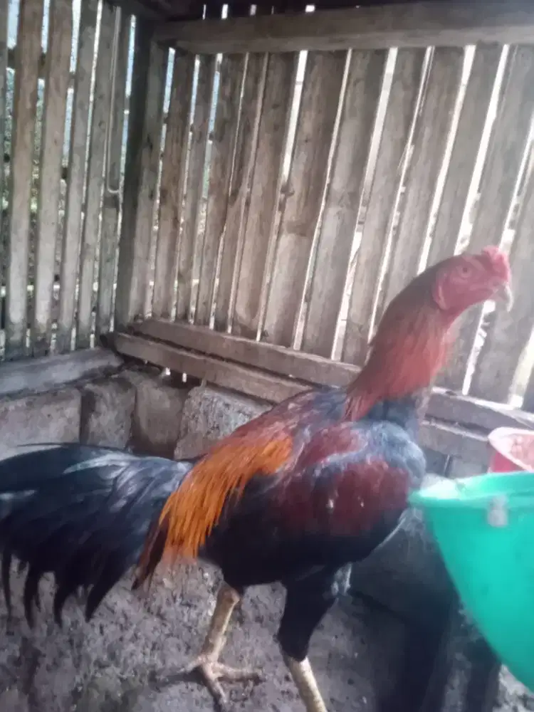 Jual ayam Bangkok UM 6 bulan