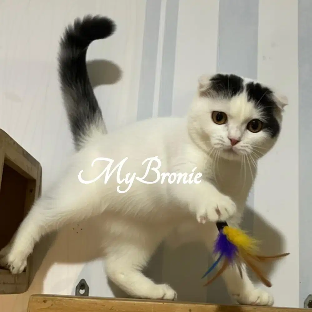 Kucing scottish fold jantan 4 bulan