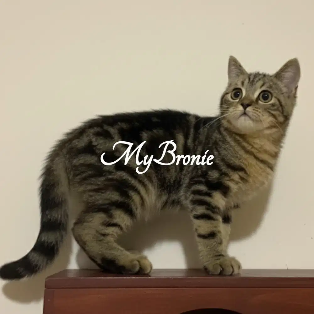 Kucing scottish straight cakep murah