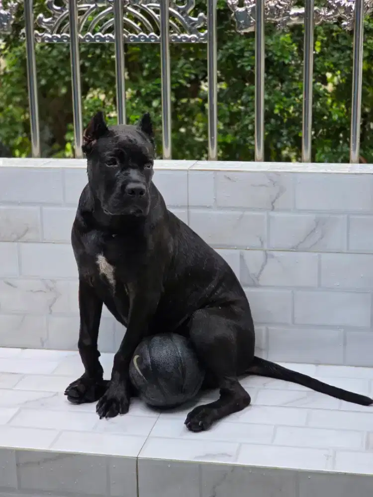 Pitbul 1tahun size xxl