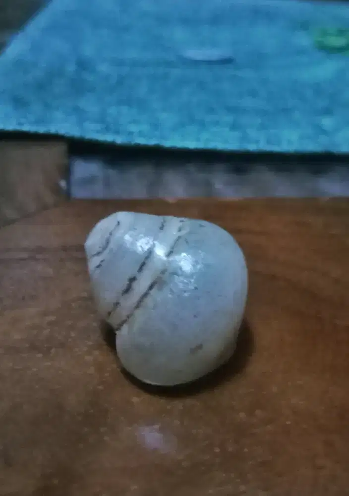 Fosil keyong Buntet kristal.