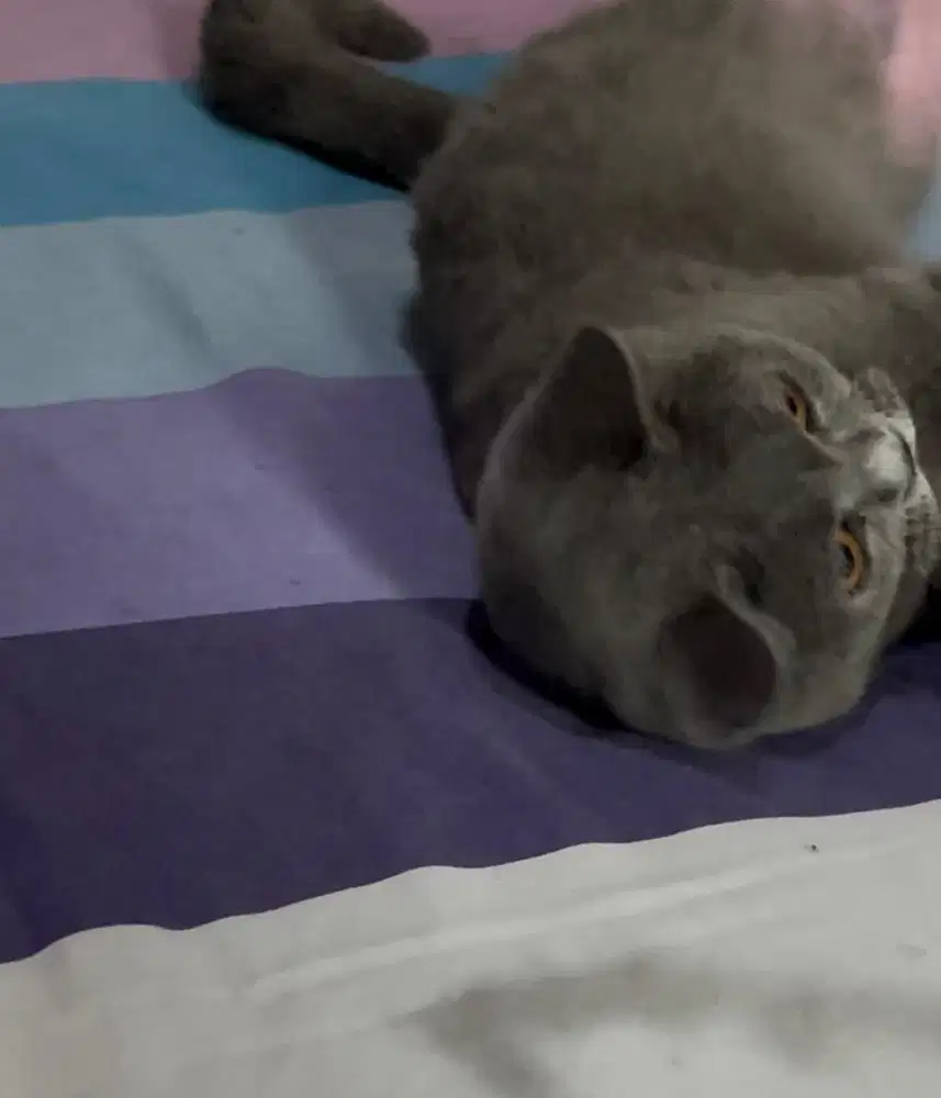 Kucing british shorthair bsh british short hair