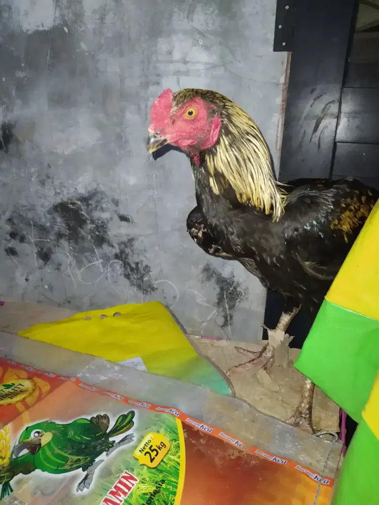 Ayam shamo eropa Jerman x Shamo jepang