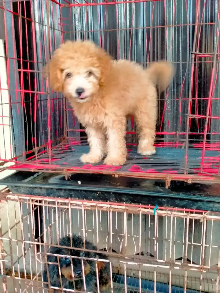 Apricot Toy Poodle Betina Non Stamboom