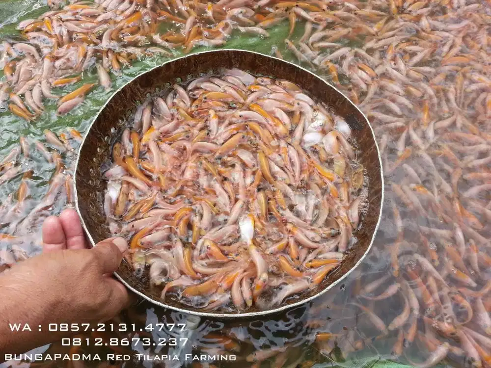 Ikan Nila Merah Bangkok