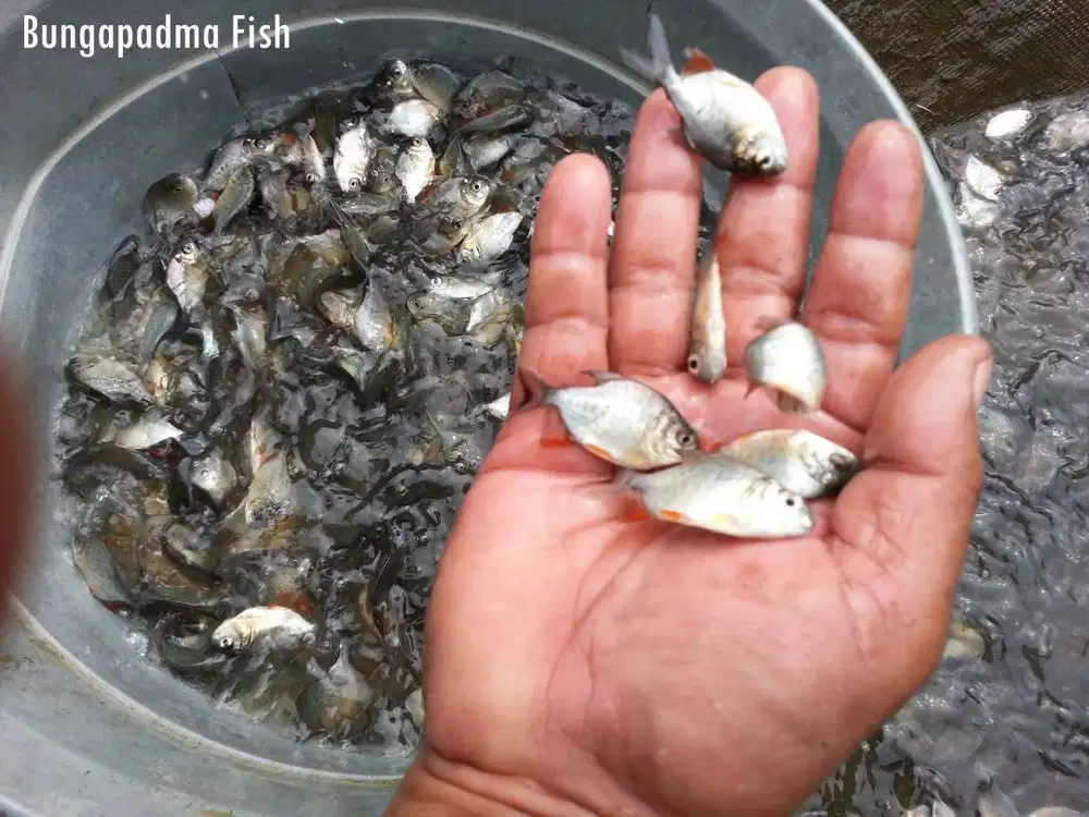 Ikan Bawal Kualitas Unggul